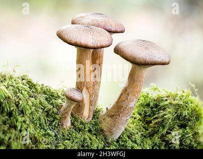 A fruiting mushroom in autumn in mid Wales Stock Photo