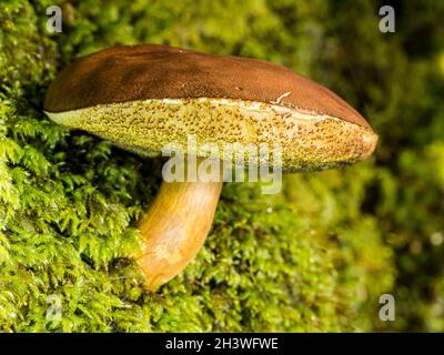 A fruiting mushroom in autumn in mid Wales Stock Photo