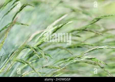 Decorative grass Blue Fescue. Festuca glauca spikelets. Natural background. Stock Photo