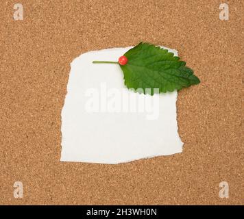 Torn white blank white sheet of paper affixed with a plastic button on a brown cork board Stock Photo