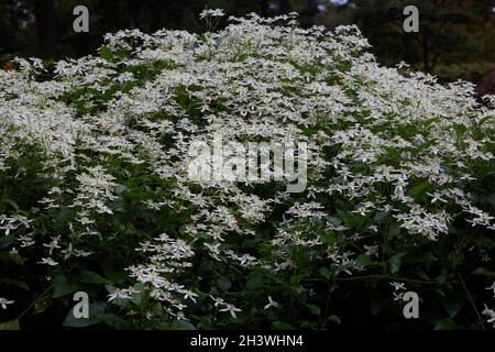 White flowers of clematis terniflora seen in October. Stock Photo