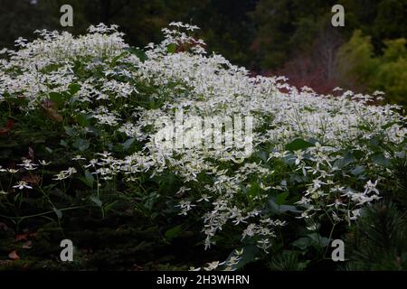 White flowers of clematis terniflora seen in October. Stock Photo