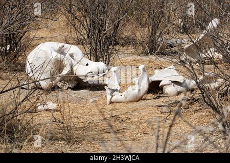 Skull and skeleton of an African elephant (Loxodonta africana) Stock Photo