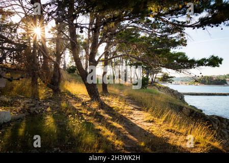 Pine trees in backlit sunlight on sveti Juraj small island on Rab Croatia Stock Photo