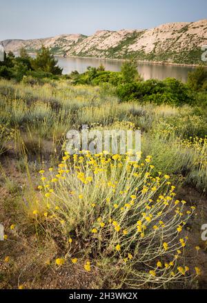 Yellow flowers on the shore of Babantski Canal at Rab, Croatia Stock Photo