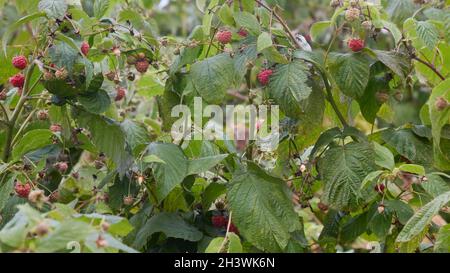 Autumn fruiting raspberry plants. Stock Photo