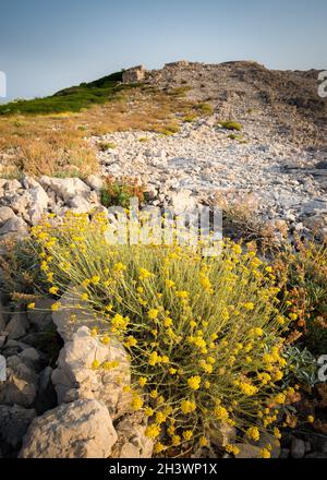 Yellow flowers on island of Rab with mountain ridge Stock Photo