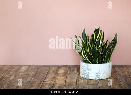 Sansevieria plant or Snake plant in pot home and garden concept, Sansevieria trifasciata Stock Photo