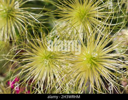 Alpine anemone (Pulsatilla alpina apiifolia) fruits with dew drops Stock Photo