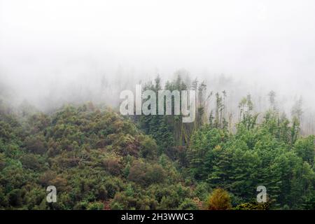 Mist swirling around the tops of the trees and hillside in Snowdoia Wales UK Stock Photo