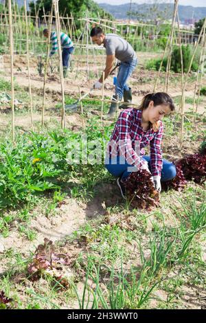 Hispanic woman working in small vegetable garden Stock Photo