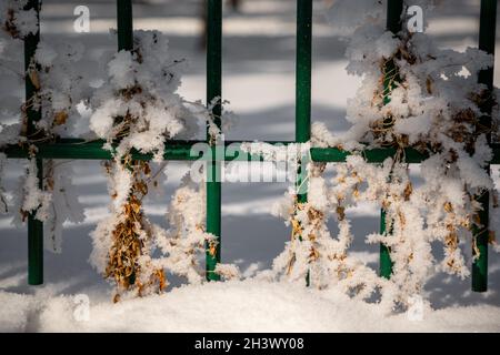 Wild ivy entwined in the iron rods of the garden fence and frozen in the frost. Stock Photo