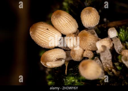 Coprinellus Micaceus Funghi Growing on an Old Tree Trunk in Autumn Stock Photo