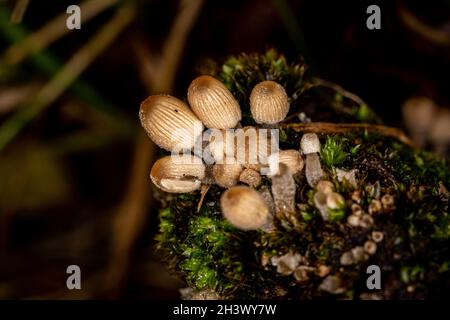 Coprinellus Micaceus Funghi Growing on an Old Tree Trunk in Autumn Stock Photo