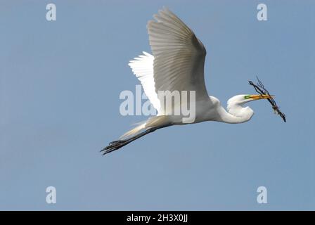 Close up of a Great Egret in flight carrying a large branch to its nest in the Everglades National Park, Florida. Note the green mating mask. Stock Photo
