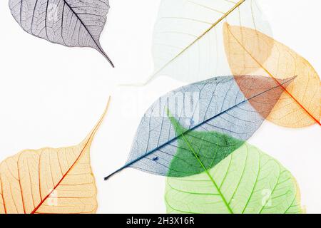 Skeletons of leaves Stock Photo