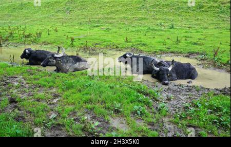 Alb buffalo on the Swabian Alb take a mud bath Stock Photo