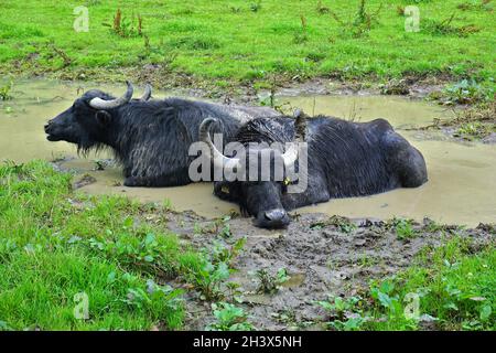 Alb buffalo on the Swabian Alb take a mud bath Stock Photo