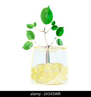 Money tree isolated on white background.Plant growing in glass flowerpot full coins.Investment,finance growth,saving money and interest concept.Vector Stock Vector