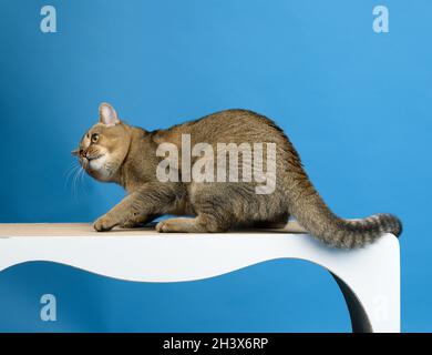 Adult gray Scottish straight cat stands on a paper construction scratching post on a blue background Stock Photo