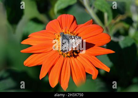 Common Checkered-Skipper feeding on orange colored Mexican sunflower. This butterfly is strikingly marked and flies in gardens, parks, fields Stock Photo