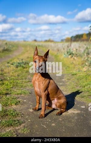 Close up portrait of an active dog. Brown miniature pinscher with cropped ears.  Stock Photo