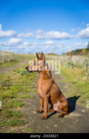 Close up portrait of an active dog. Brown miniature pinscher with cropped ears.  Stock Photo