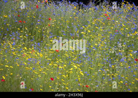 Wild flowers growing along the bank of the River Dee near Berwyn Stock Photo