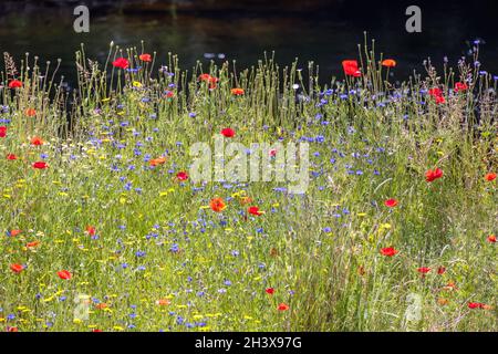 Wild flowers growing along the bank of the River Dee near Berwyn Stock Photo