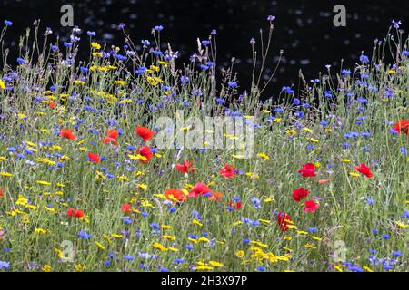 Wild flowers growing along the bank of the River Dee near Berwyn Stock Photo