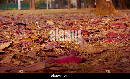 The path is full of fallen leaves. The colored leaves are scattered. Stock Photo