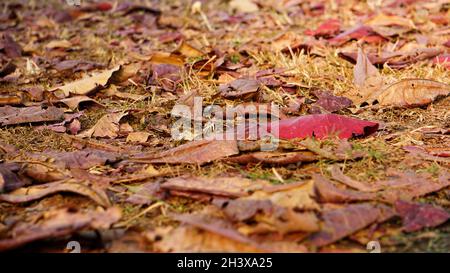 The path is full of fallen leaves. The colored leaves are scattered. Stock Photo