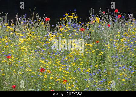 Wild flowers growing along the bank of the River Dee near Berwyn Stock Photo