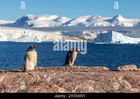 Gentoo penguins standing on the coastline with icebergs in the background, Cuverville Island, Antarctica