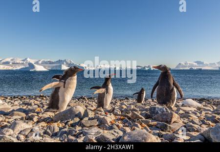 Gentoo penguins standing on the coastline with icebergs in the background, Cuverville Island, Antarctica