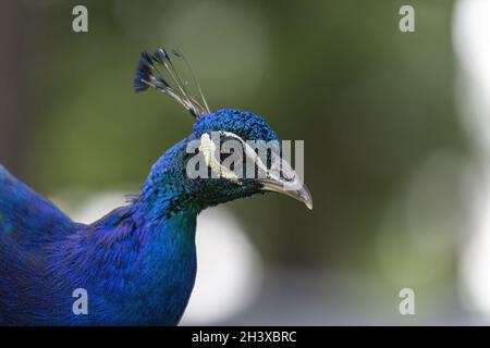 Male of Indian peacock (Pavo cristatus) on the park Stock Photo