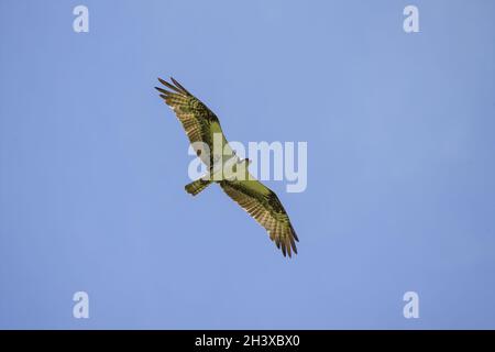 The western osprey (Pandion haliaetus) â€” also called sea hawk, river hawk and fish hawk . Stock Photo