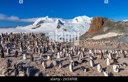 Antarctic panorama with hundreds of chinstrap penguins crowded on the rocks with snow mountains in the background, Half Moon Island, Antarctica Stock Photo