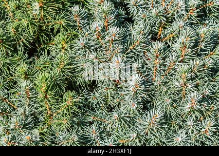 Closeup green leaves of decorative evergreen coniferous tree Canadian spruce Picea glauca with drops of water after the rain. Na Stock Photo