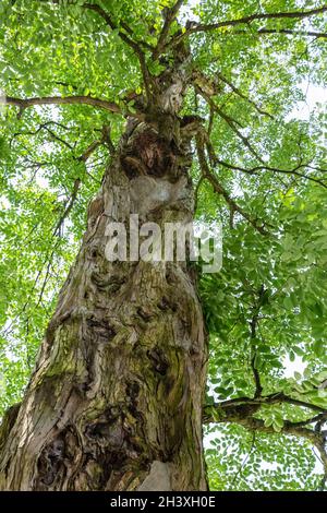 Old sandalwood tree, upward view