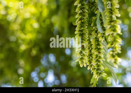 Summer natural background of pterocarya stenoptera Stock Photo