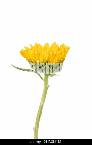 Sunflower isolated on white Stock Photo