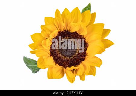 Sunflower isolated on white Stock Photo