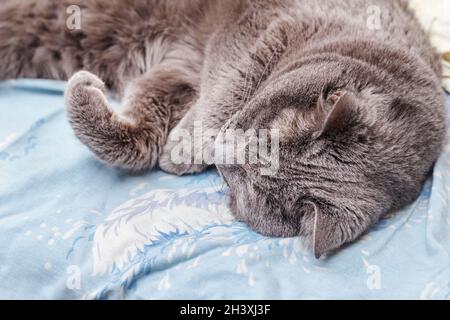 Pretty adult gray cat is sleeping in home cozy bed Stock Photo