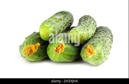 Fresh little cucumbers isolated on white background. Young gherkins with yellow flowers have just been collected from the garden Stock Photo