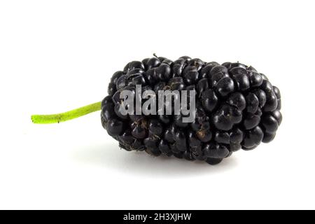 Black mulberry, berry isolated on white background close up. Stock Photo