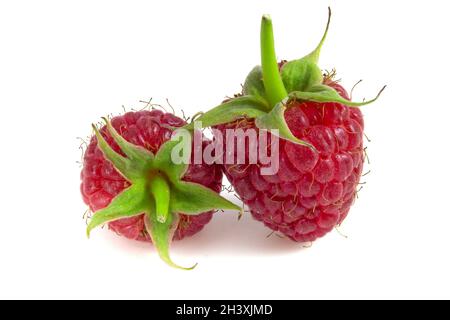 Two raspberries isolated on white background close-up. Stock Photo