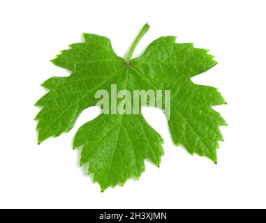 Green fresh grape leaf isolated on white background, top view. Stock Photo