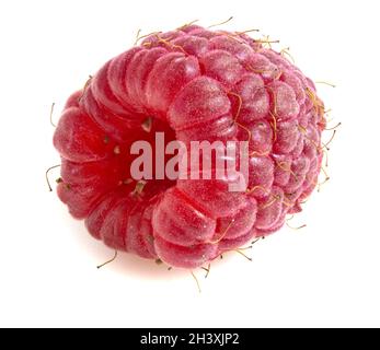 Raspberry berry close-up isolated on white background. Stock Photo