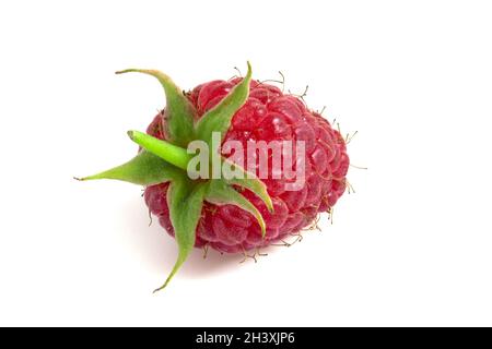 One raspberry berry isolated on white background close up. Stock Photo